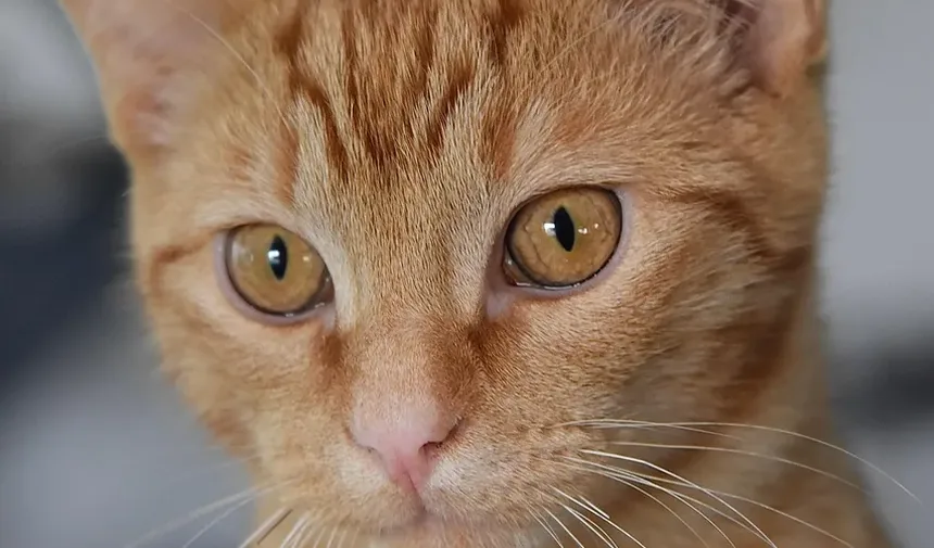 Melhor Alimentação para Gatas Após o Parto: Um Guia Completo