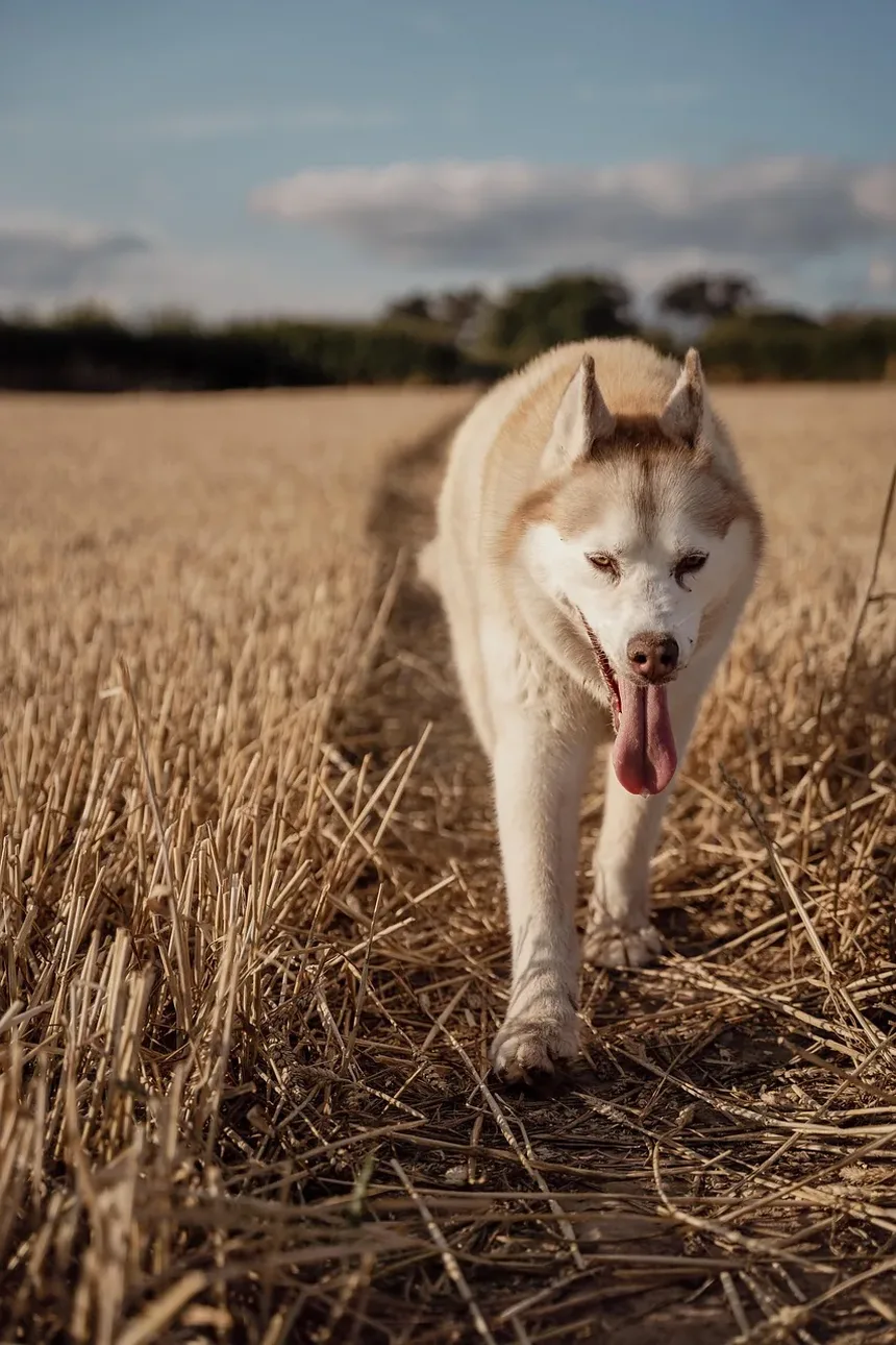 Melhor Alimentação para Filhote de Belgian Malinois: Um Guia Completo