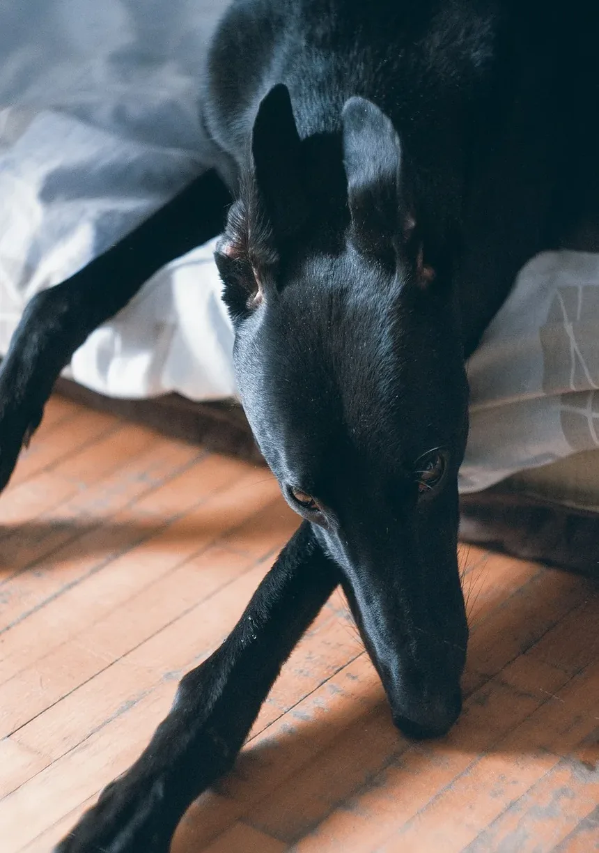 Melhor Alimentação para Filhote de Belgian Malinois: Um Guia Completo