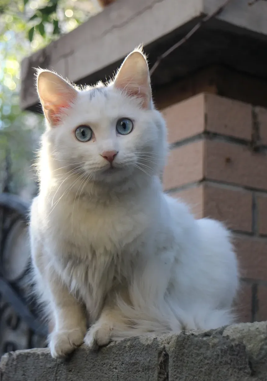 Melhor Ração para Gatos Idosos com Molho