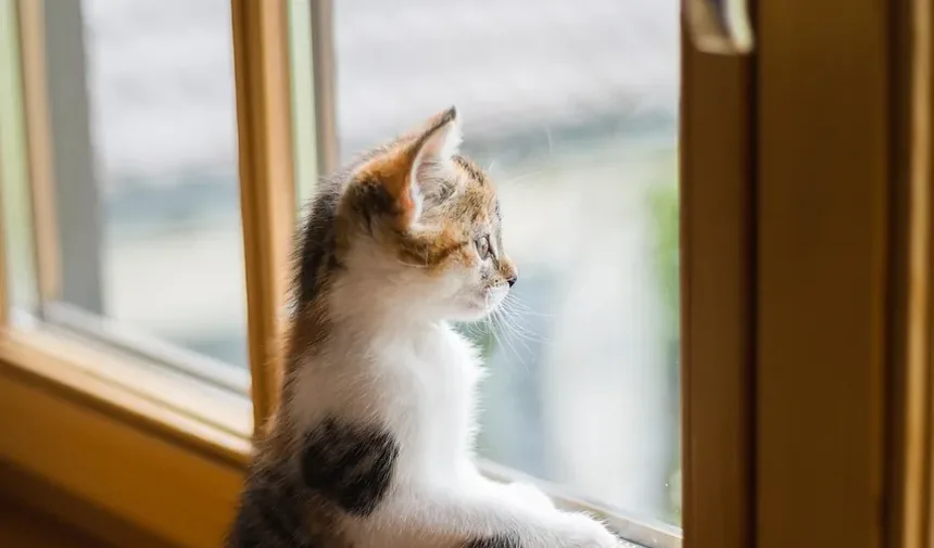 Melhor Ração para Gatos Idosos com Molho