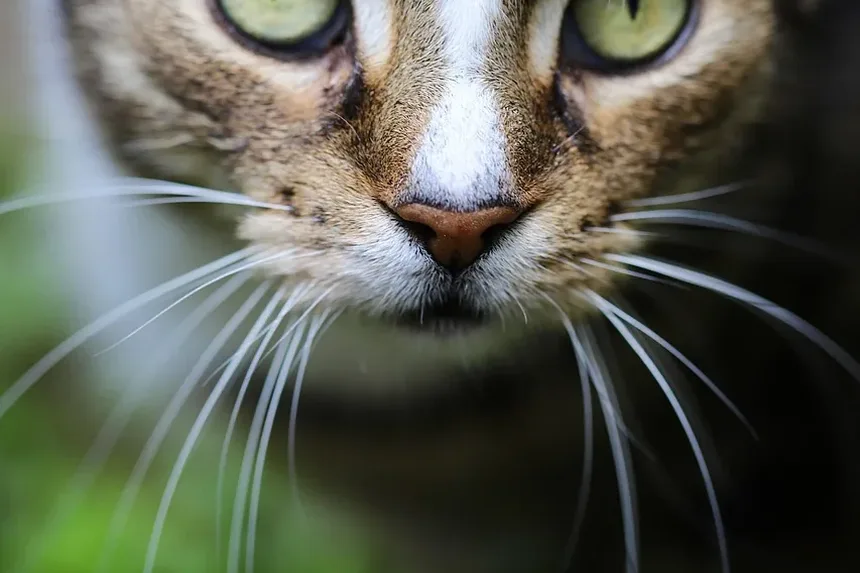 Melhor Ração para Gatos Idosos com Molho