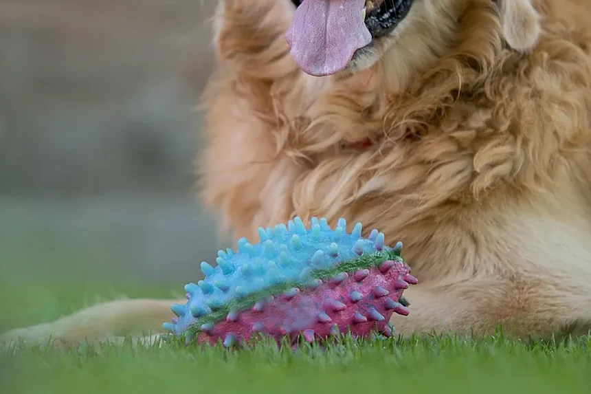Melhor Comida Caseira para Cachorros para Cavalier King Charles Spaniel