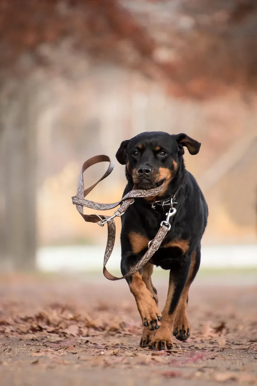 Melhor Comida Caseira para Cães Labrador: Um Guia Completo