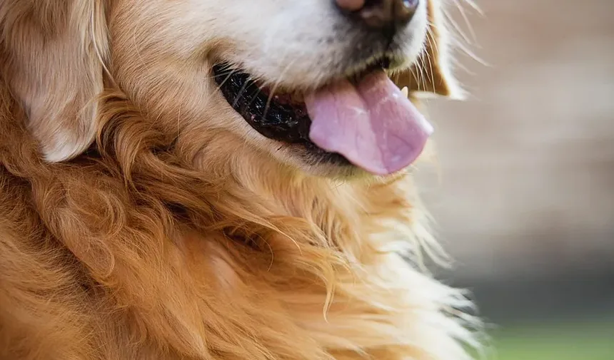 Melhor Comida Caseira para Cães Labrador: Um Guia Completo
