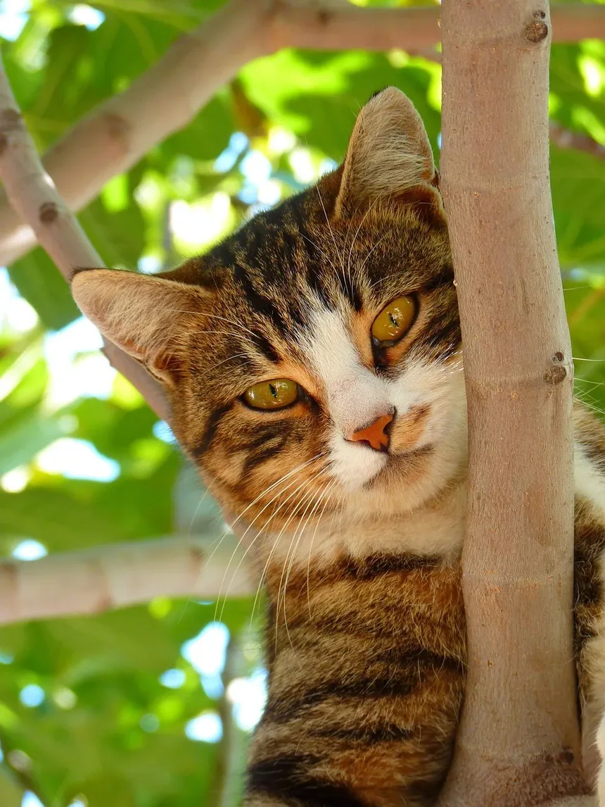 Cronograma de Imunização para Gatos: Um Guia Completo