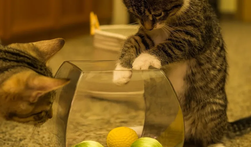Cronograma de Imunização para Gatos: Um Guia Completo