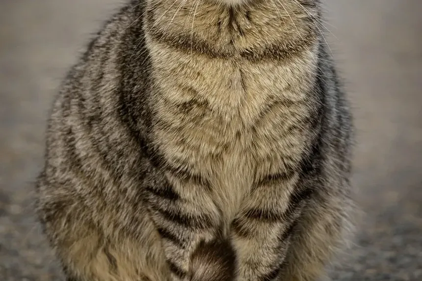 Cronograma de Imunização para Gatos: Um Guia Completo