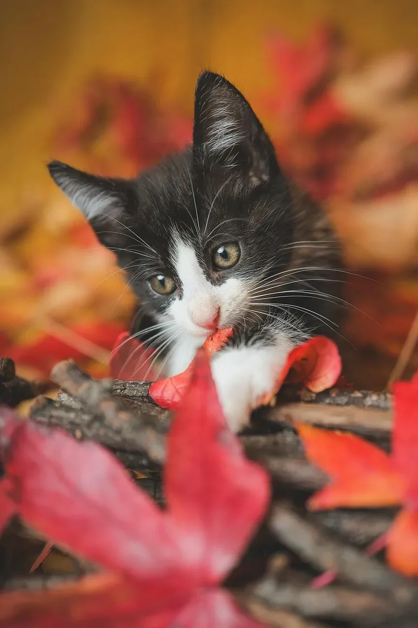 Entendendo a Conjuntivite em Gatos: Sintomas e Tratamento