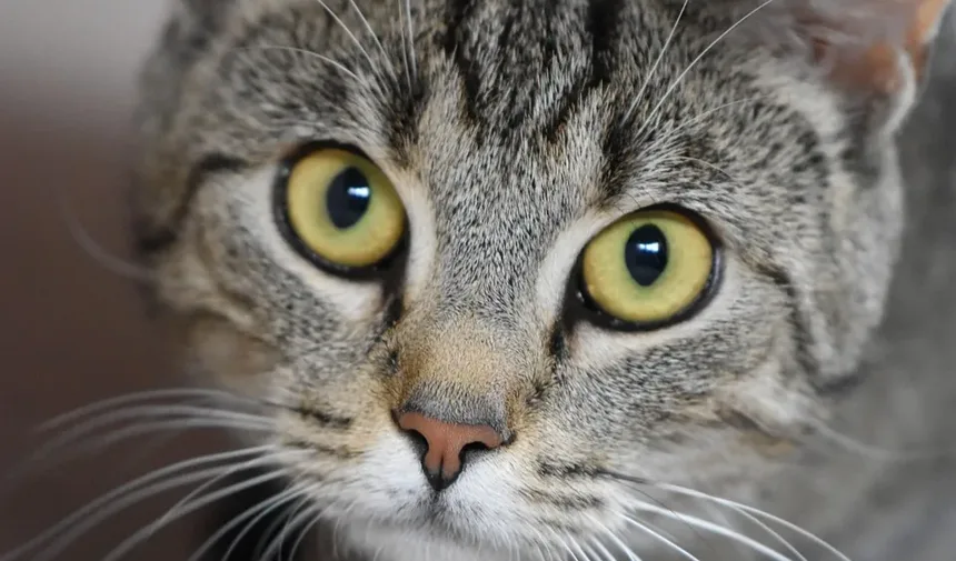 Entendendo a Conjuntivite em Gatos: Sintomas e Tratamento