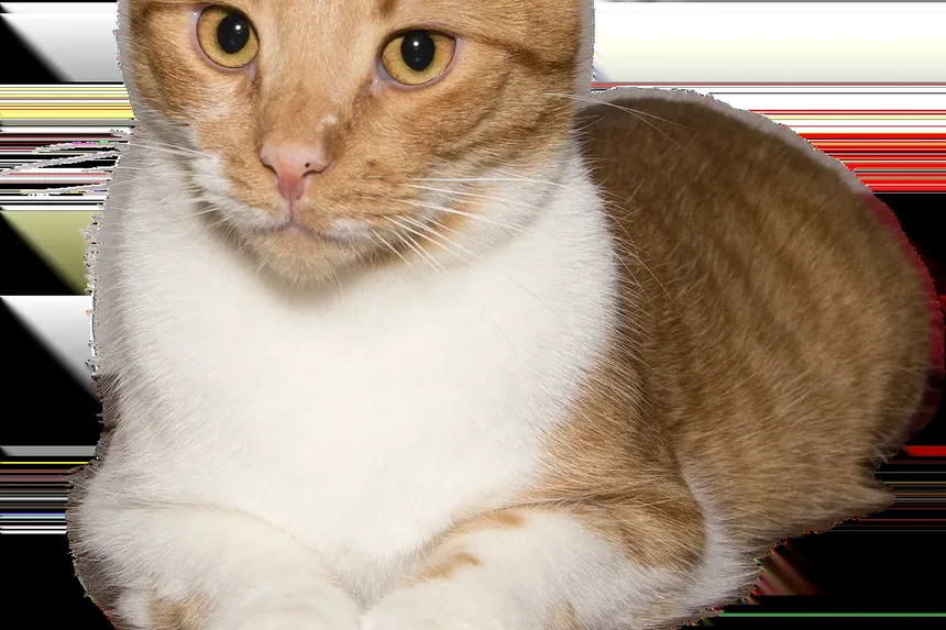 Entendendo a Conjuntivite em Gatos: Sintomas e Tratamento