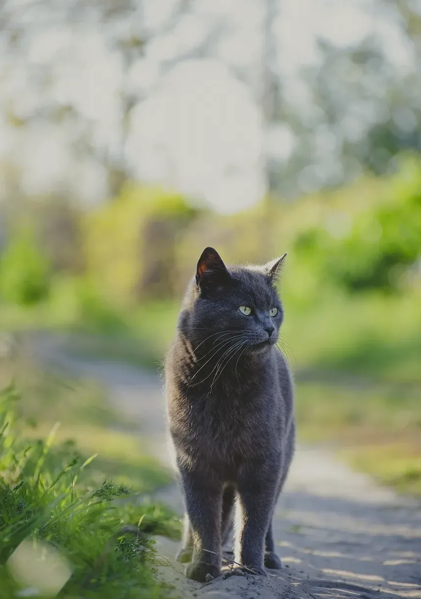 Problemas de Saúde Comuns em Gatos Mais Velhos