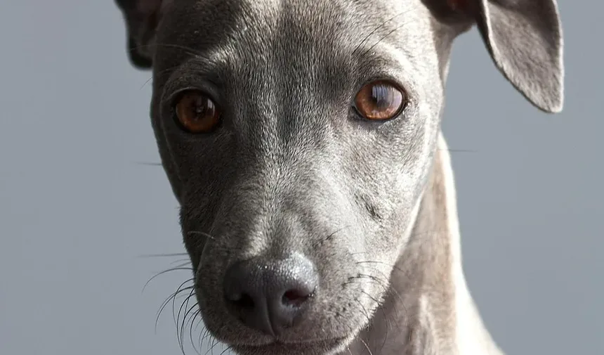 Raças de Cães Adequadas para Donos de Primeira Viagem: Um Guia Completo