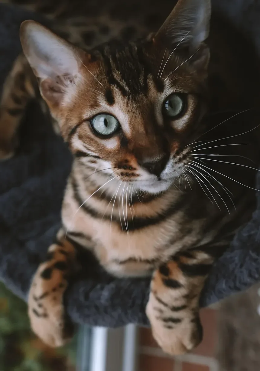 Receita Caseira de Petiscos para Gatos: Delícias Sem Forno para Seu Amigo Felino