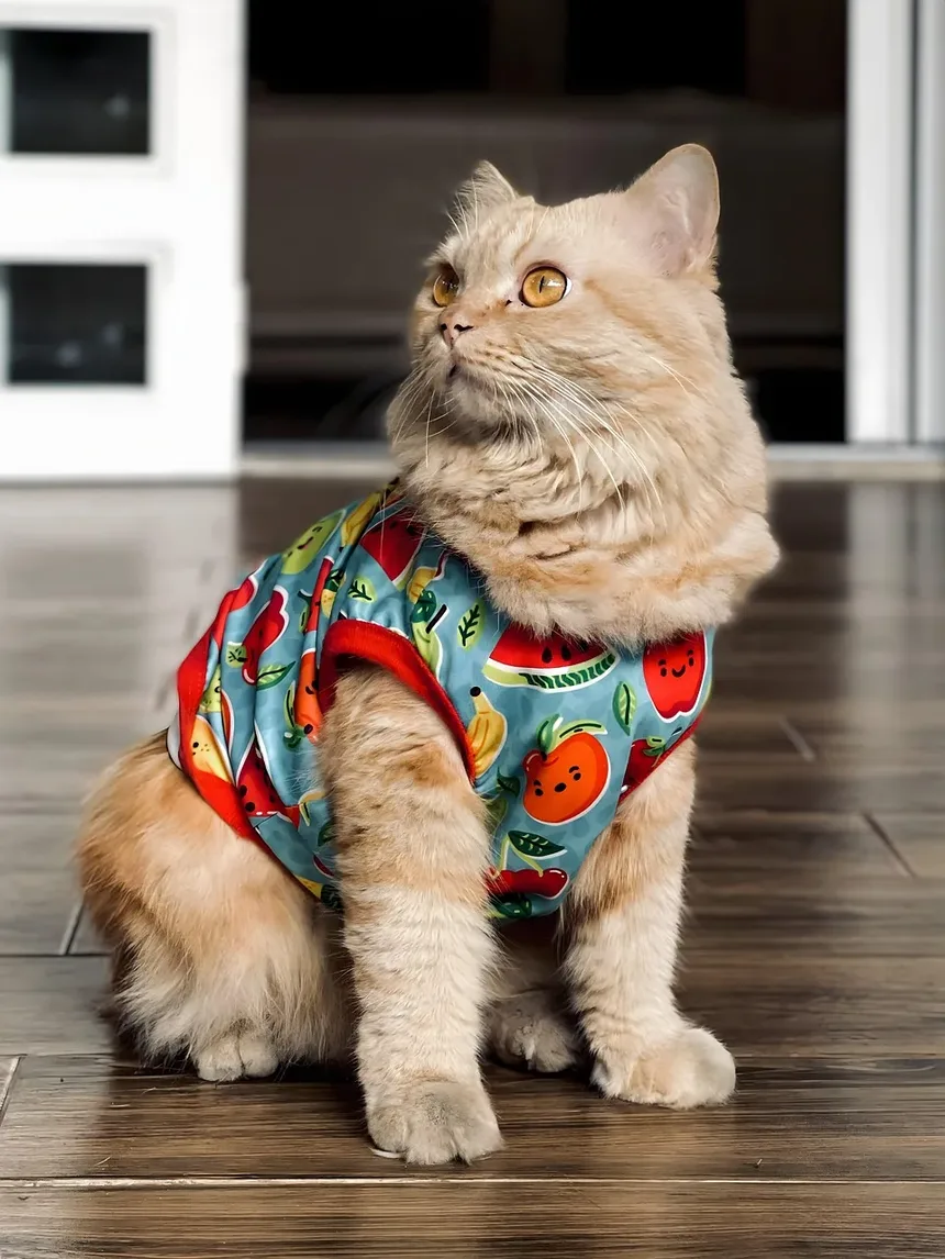Quanto Tempo Leva para Gatos se Recuperarem da Anemia?