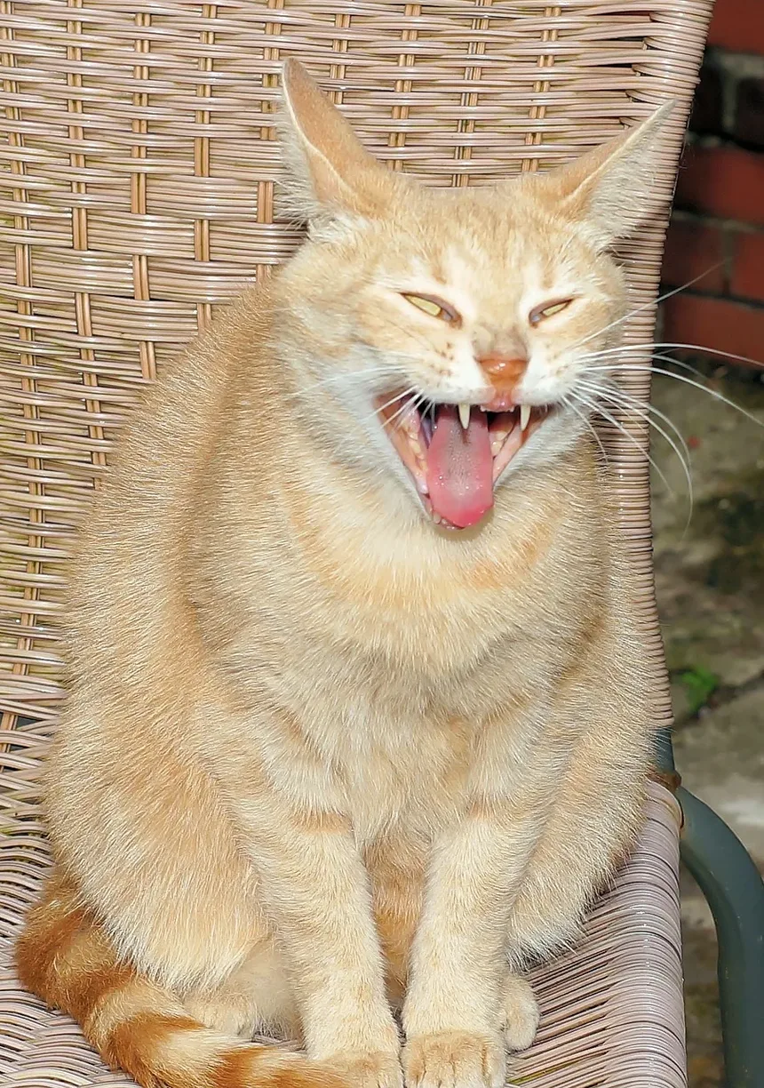 Quanto Tempo Leva para Gatos se Recuperarem da Anemia?