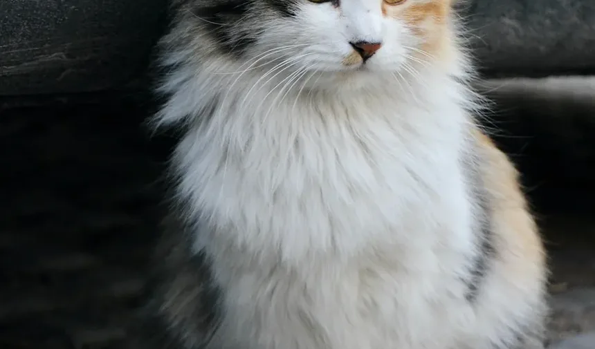 Quanto Tempo Leva para Gatos se Recuperarem da Anemia?