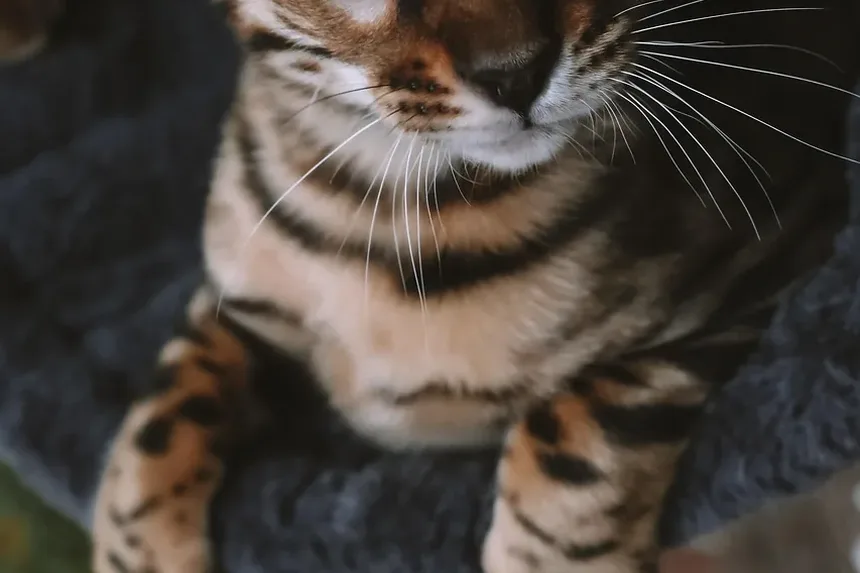 Quanto Tempo Leva para Gatos se Recuperarem da Anemia?