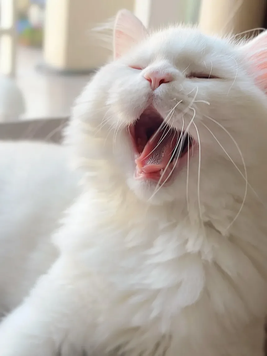 Quanto Tempo Leva para um Gato Macho se Recuperar da Castração?