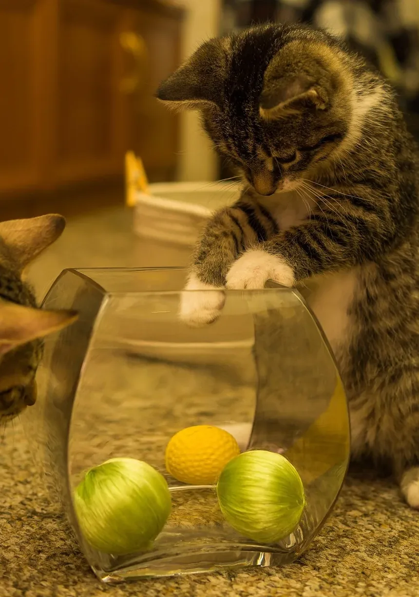 Quanto Tempo Leva para um Gato Macho se Recuperar da Castração?