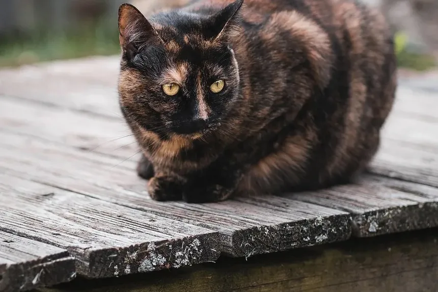 Quanto Tempo Leva para um Gato Macho se Recuperar da Castração?