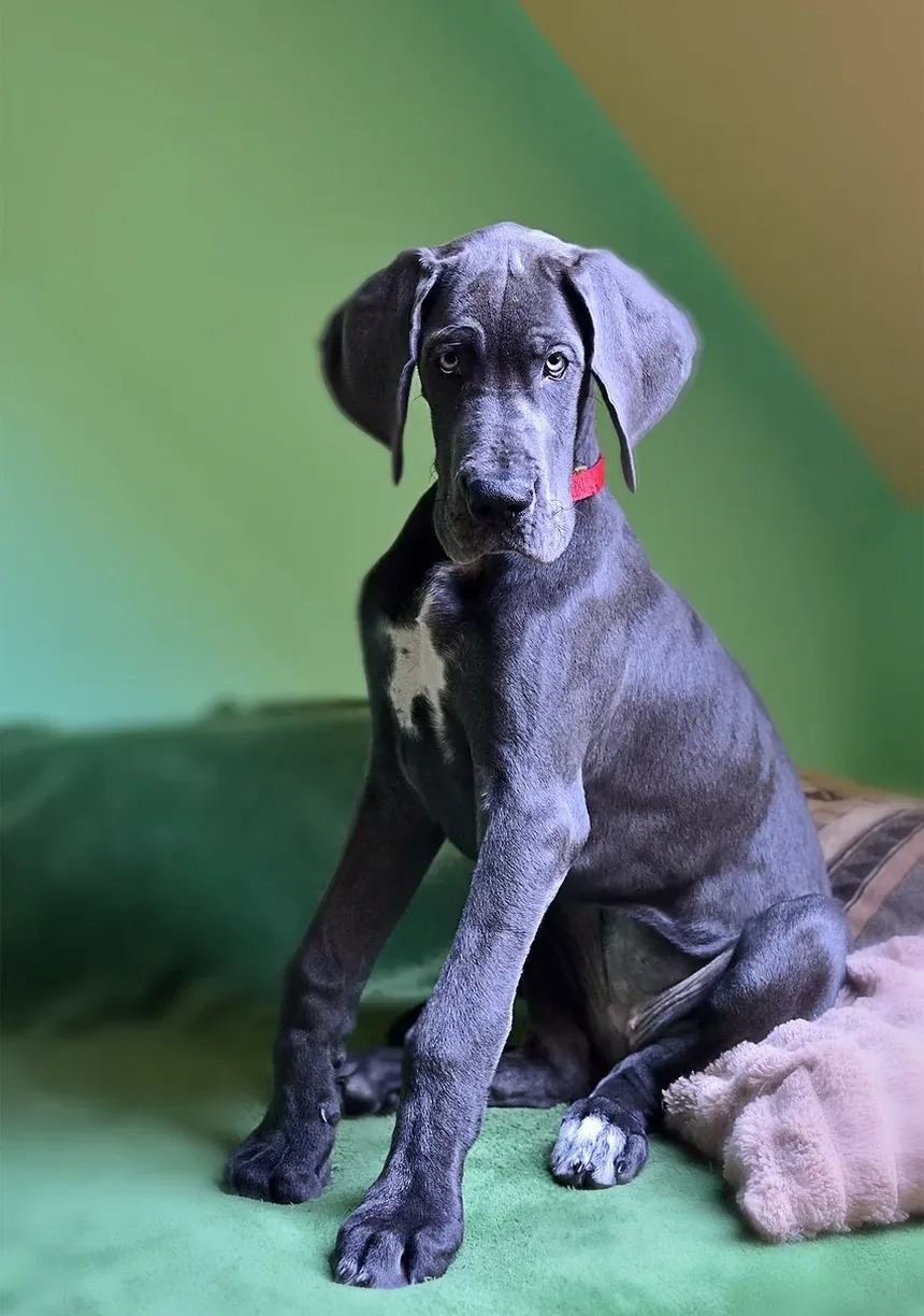 Quanto Tempo Devo Esperar para Dar Banho no Meu Cão Após o Tratamento contra Pulgas?
