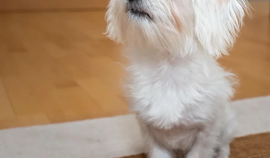 Quanto Tempo Devo Esperar para Dar Banho no Meu Cão Após o Tratamento contra Pulgas?