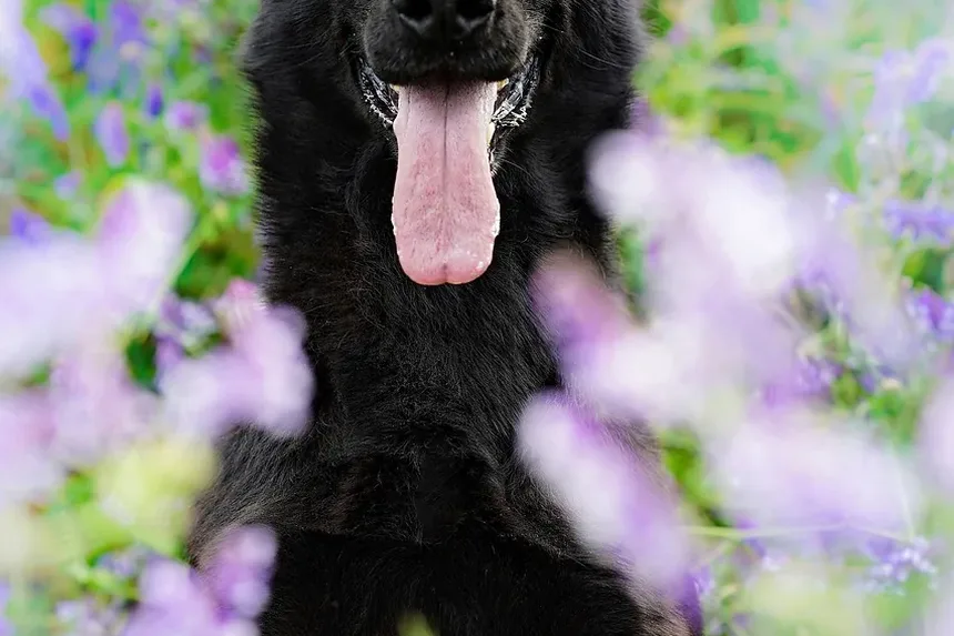 Quanto Tempo Devo Esperar para Dar Banho no Meu Cão Após o Tratamento contra Pulgas?