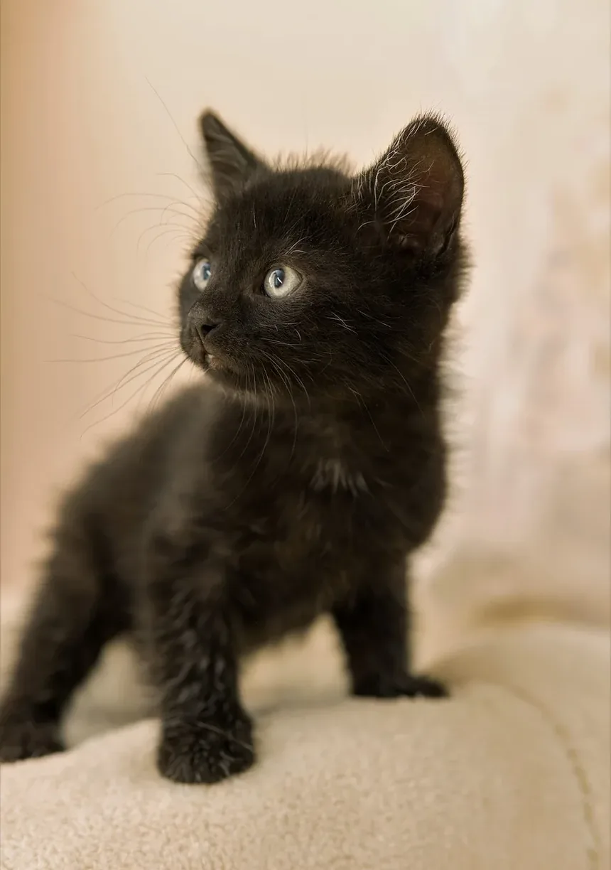 Com que frequência devo dar banho no meu gato de 4 meses?