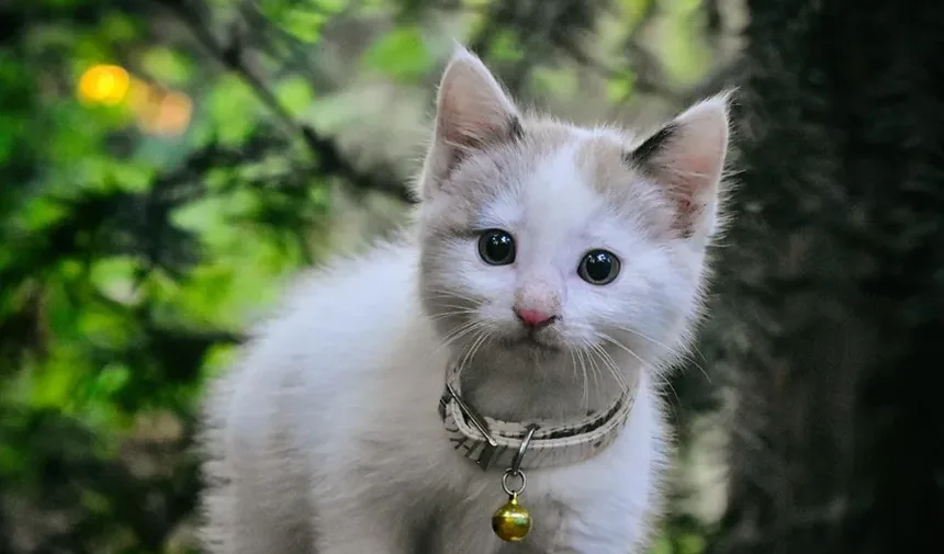 Com que frequência devo dar banho no meu gato de 4 meses?