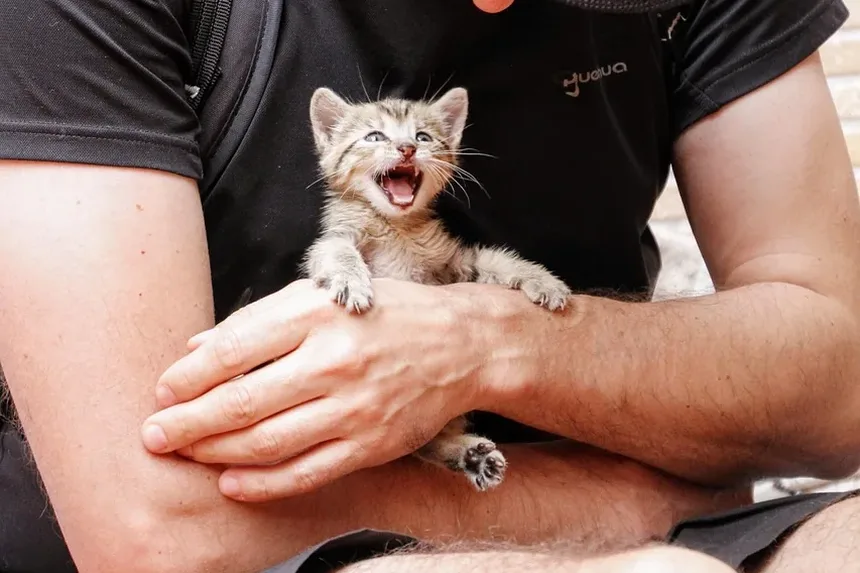 Com que frequência devo dar banho no meu gato de 4 meses?