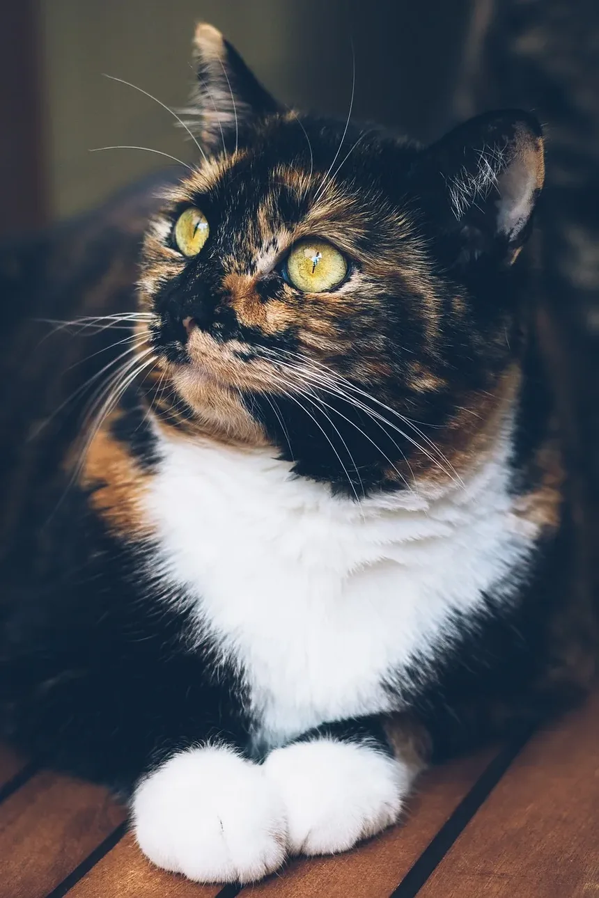 Como Ajudar um Pássaro Ferido por um Gato