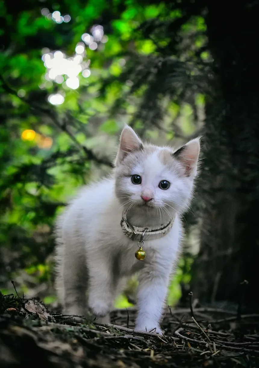 Como Ajudar um Pássaro Ferido por um Gato