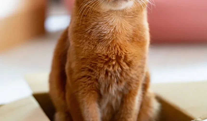 Como Ajudar um Pássaro Ferido por um Gato