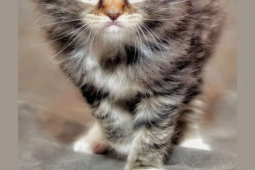 Como Ajudar um Pássaro Ferido por um Gato
