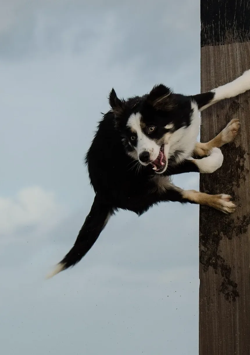 Como Ajudar um Cão Idoso a Aceitar um Filhote Novo