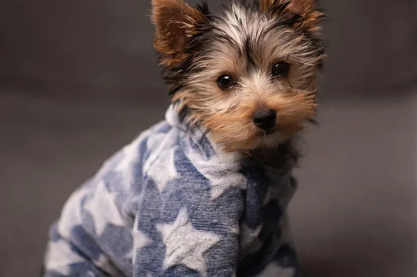 Como Ajudar um Cão Idoso a Aceitar um Filhote Novo