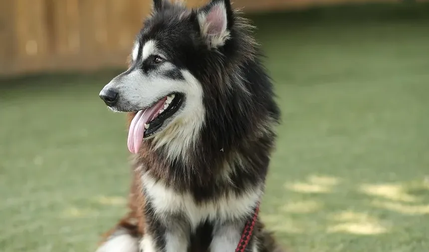 Como Ajudar a Ansiedade em Cães Idosos: Estratégias e Soluções Eficazes