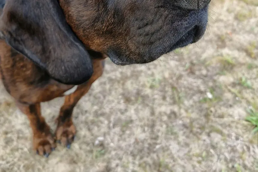 Como Ajudar a Ansiedade em Cães Idosos: Estratégias e Soluções Eficazes