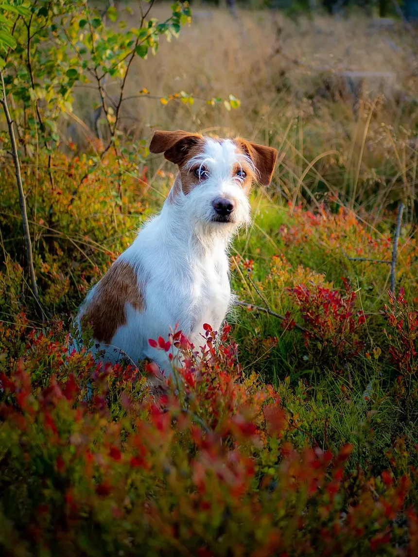 Como Montar um Kit de Primeiros Socorros para Cães: Itens Essenciais e Dicas