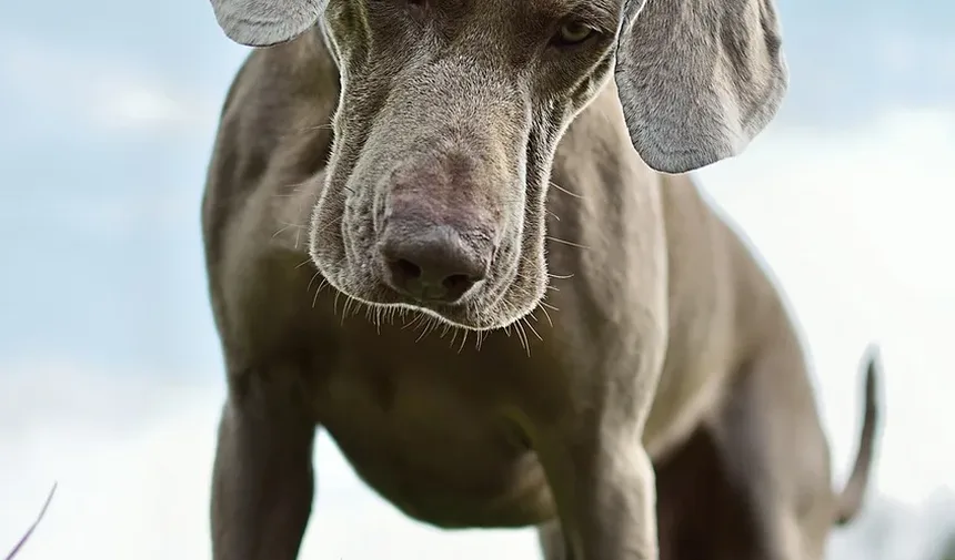 Como Montar um Kit de Primeiros Socorros para Cães: Itens Essenciais e Dicas