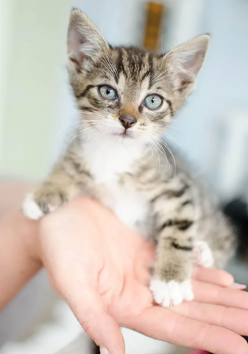 Como Prevenir Infecções por Levedura nos Ouvidos de Gatos