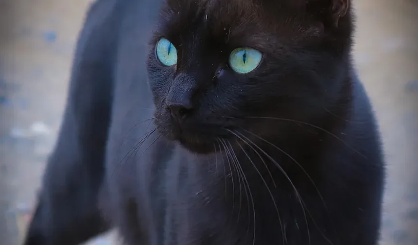 Como Prevenir Infecções por Levedura nos Ouvidos de Gatos