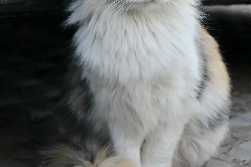 Como Prevenir Infecções por Levedura nos Ouvidos de Gatos