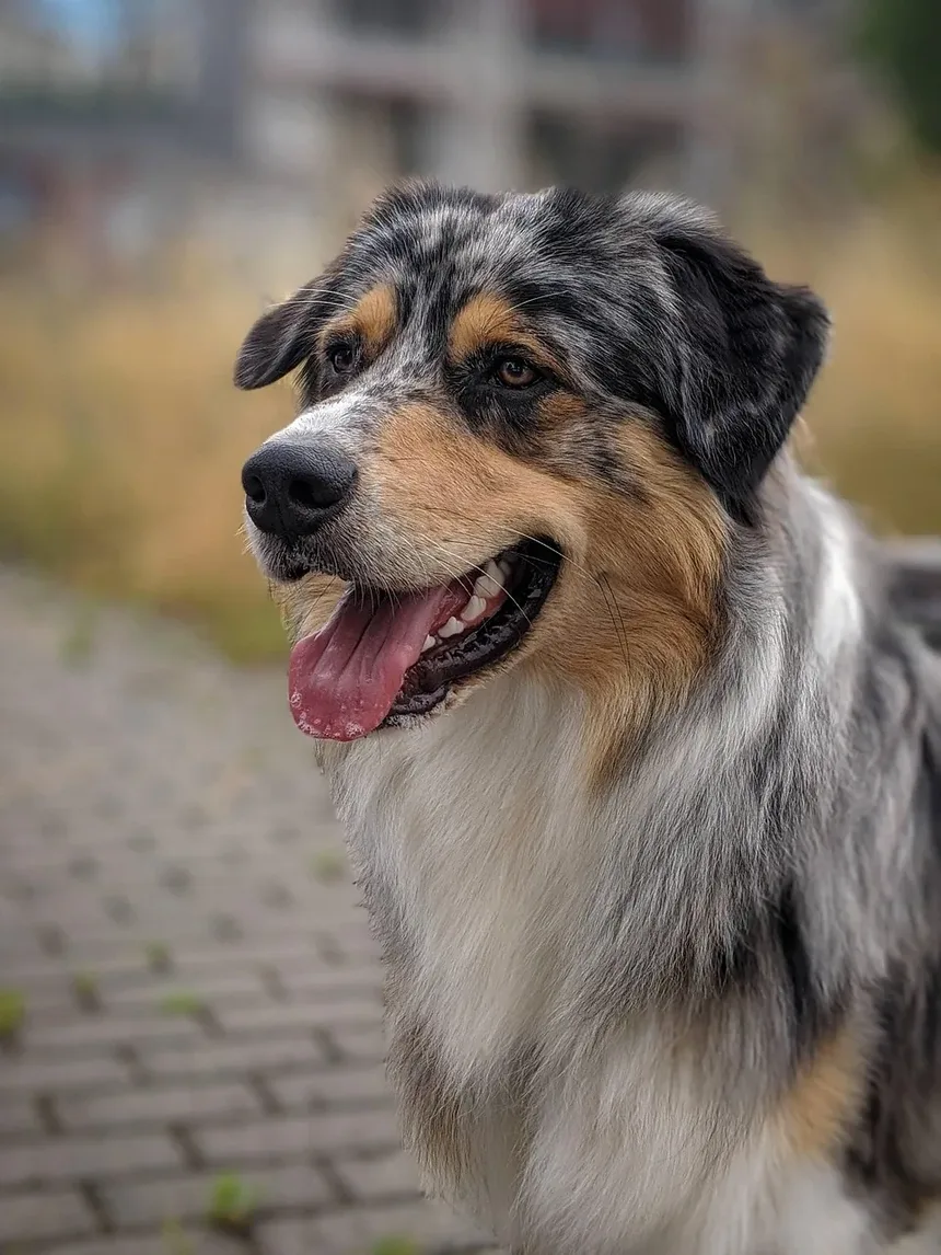 Como Impedir que Seu Cão Vomite Após Comer