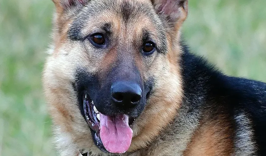 Como Impedir que Seu Cão Vomite Após Comer