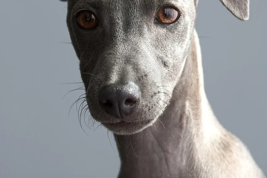 Como Impedir que Seu Cão Vomite Após Comer