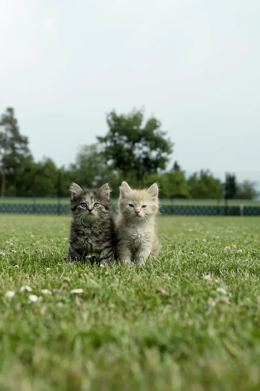 Como Treinar um Gato para Buscar: Um Guia Completo