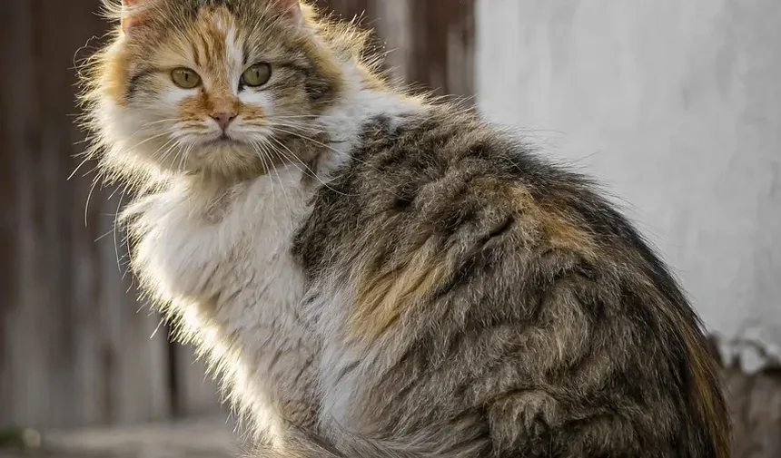 Como Treinar um Gato para Buscar: Um Guia Completo