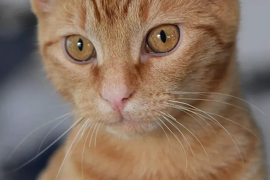 Como Treinar um Gato para Buscar: Um Guia Completo